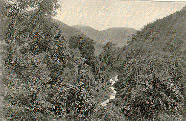 Road to Gordon Town, St Andrew