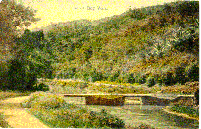 Bog Walk at Flat Bridge